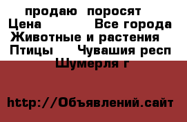 продаю  поросят  › Цена ­ 1 000 - Все города Животные и растения » Птицы   . Чувашия респ.,Шумерля г.